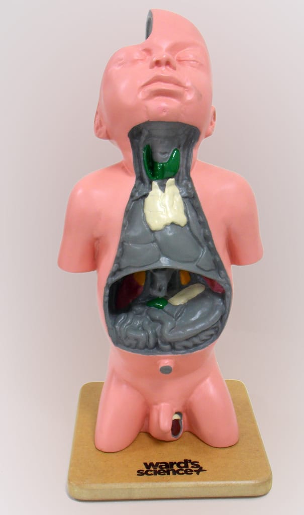 Ward's® Endocrine System Model