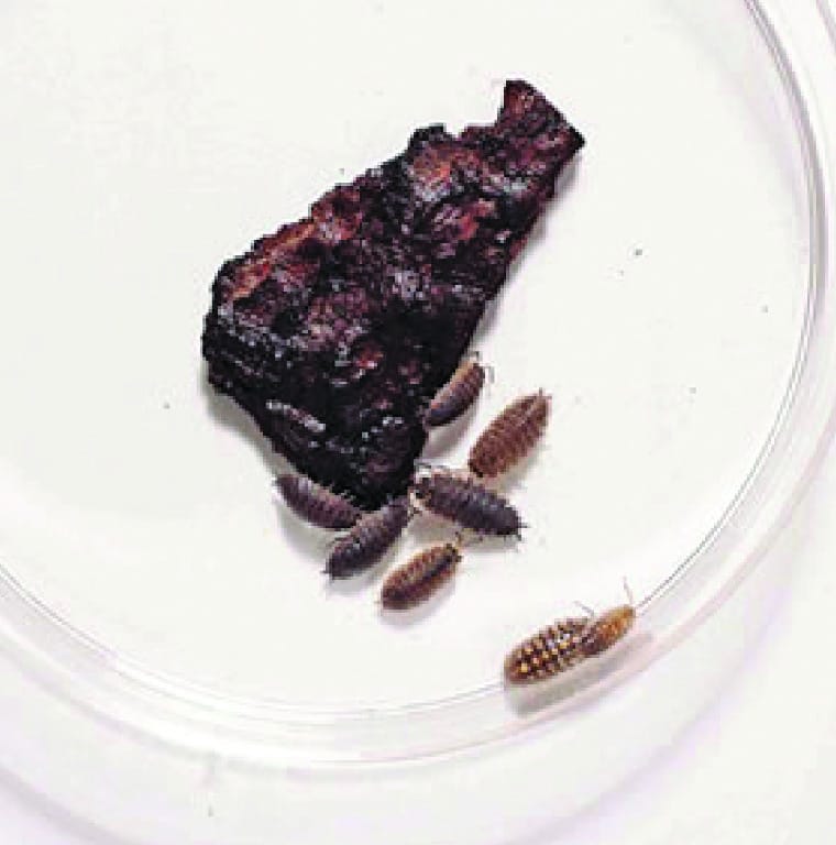 Ward's® Live Terrestrial Isopods (Pill Bugs and Sow Bugs)
