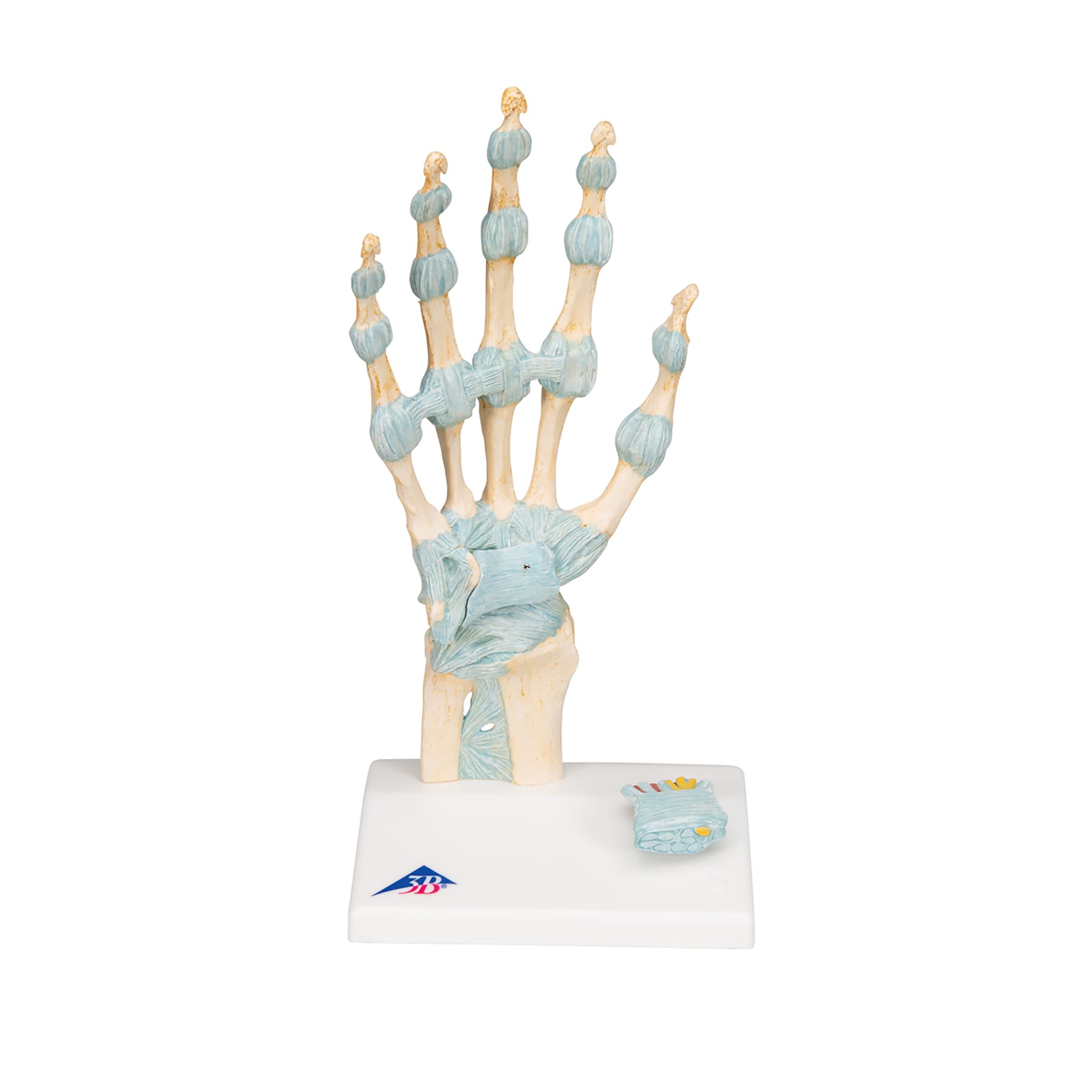 3B Scientific® Ligaments of the Hand and Carpal Tunnel