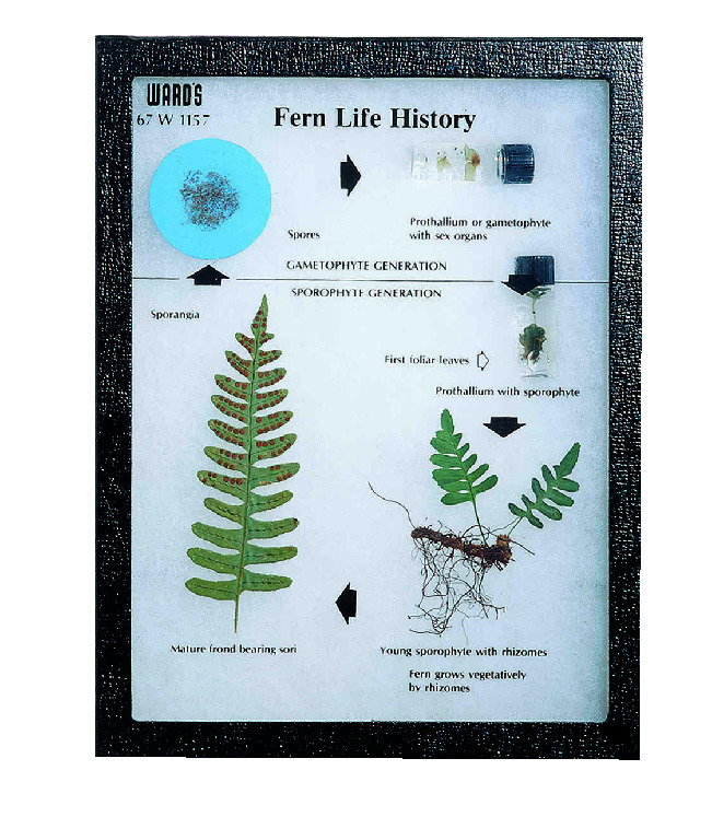 Fern Life History Riker Mount