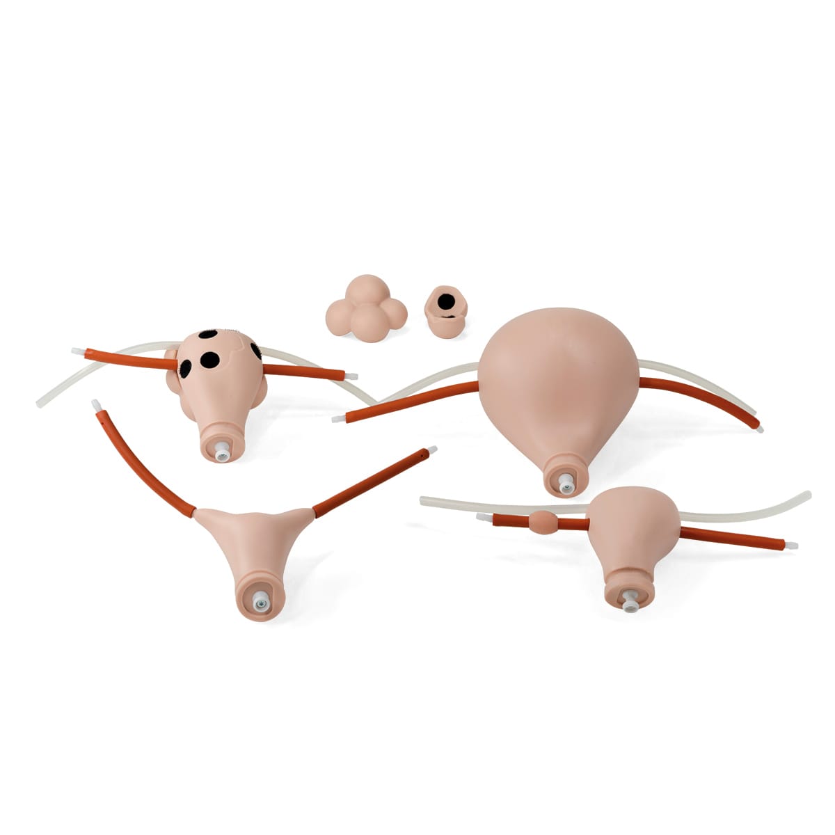 3B Scientific® Gynecologic Skills Trainer