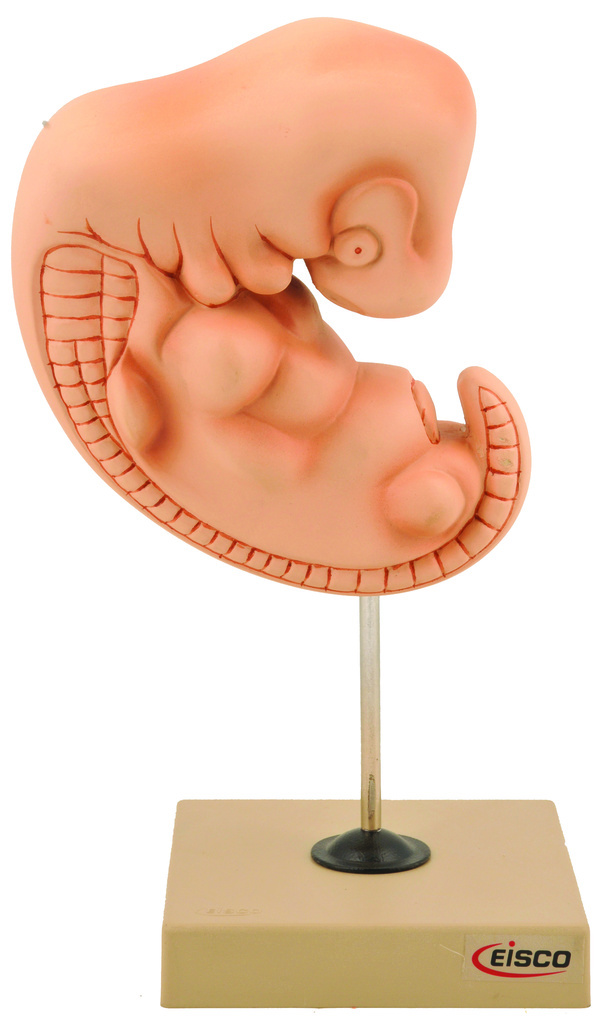 Eisco® Human Embryo Model