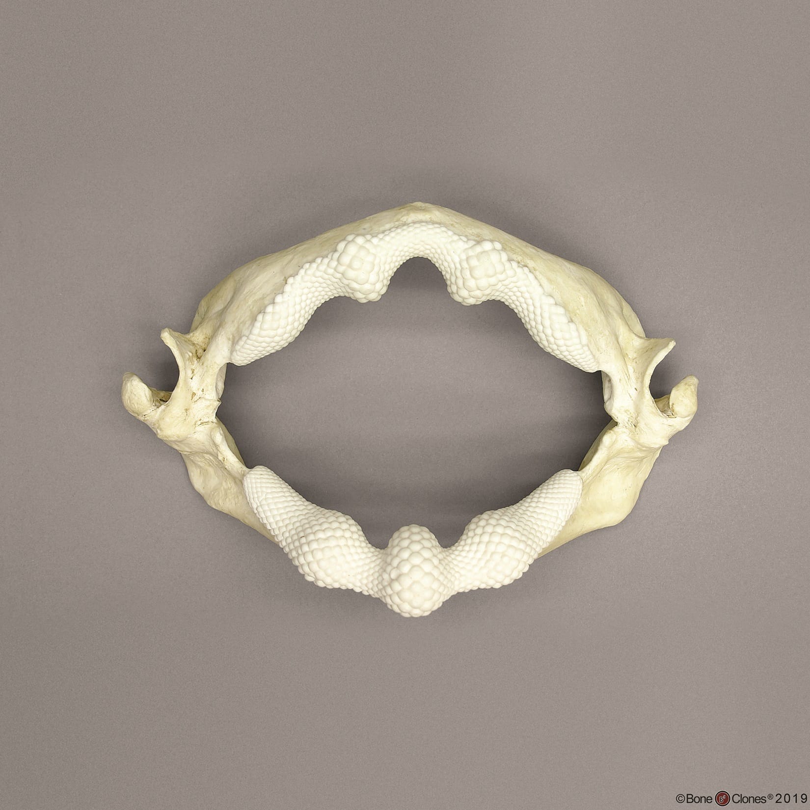 BoneClones® Animal Skulls and Jaws, Aquatic