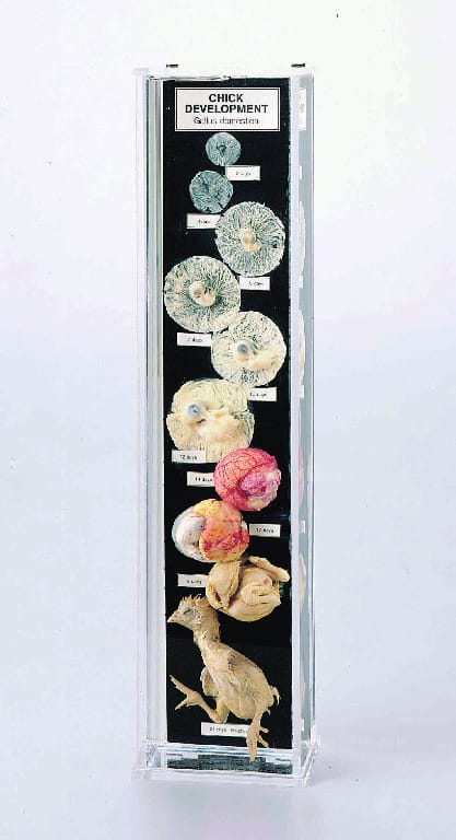 Ward's® Chick Development Museum Mount