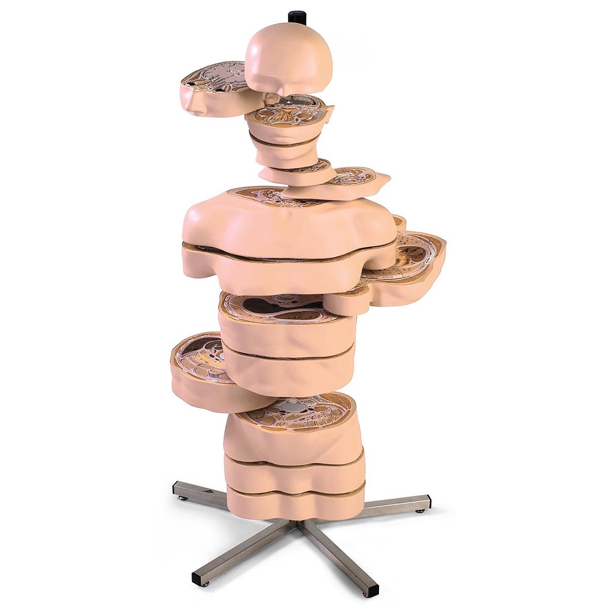 3B Scientific® MRI Torso