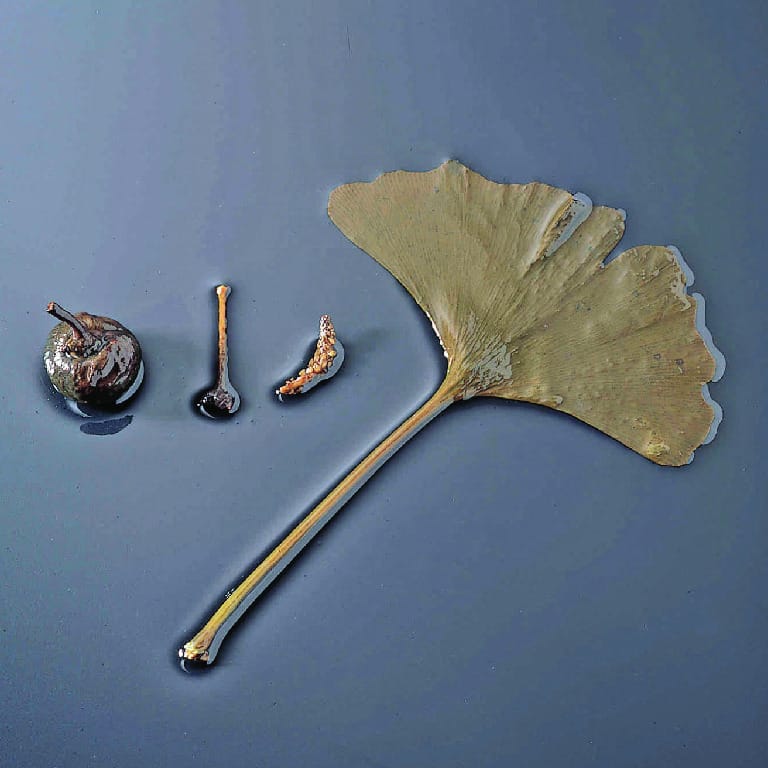 Ward's® Ginkgo Life History Set