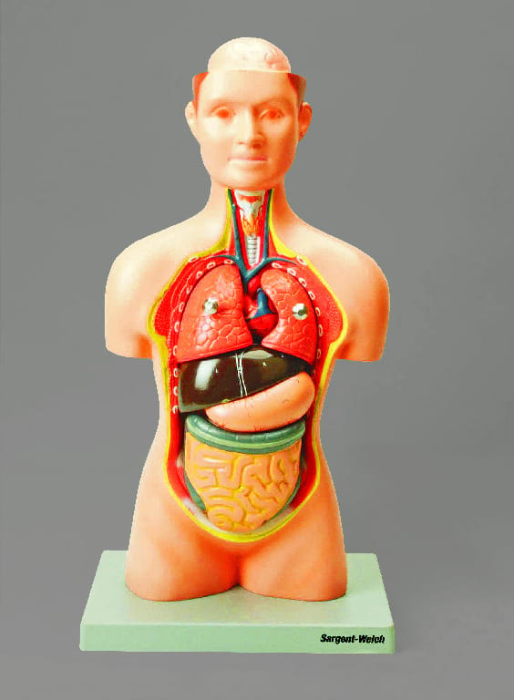 Eisco® Half Sized Torso Models