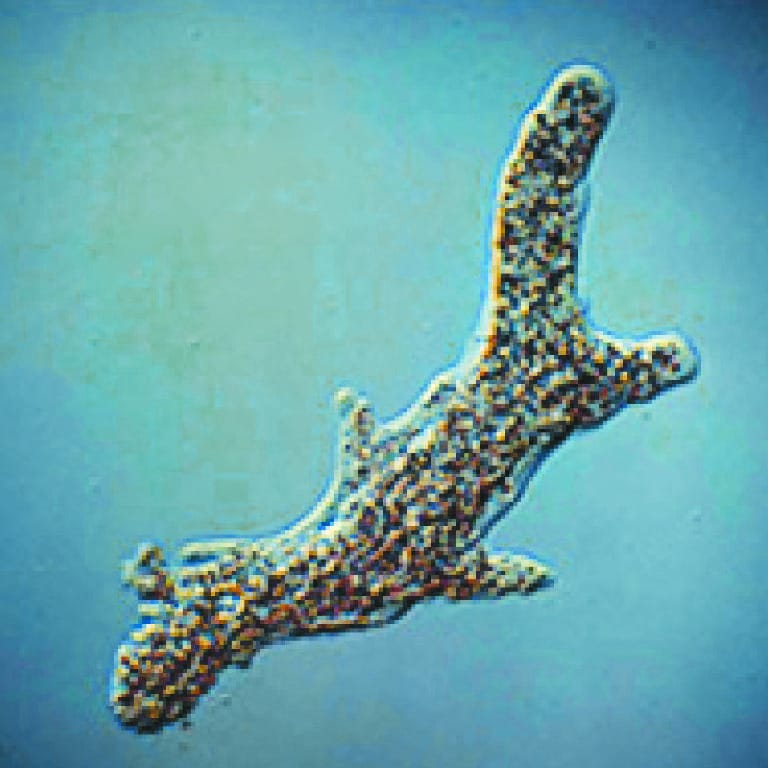 Live Amoeba proteus cultures