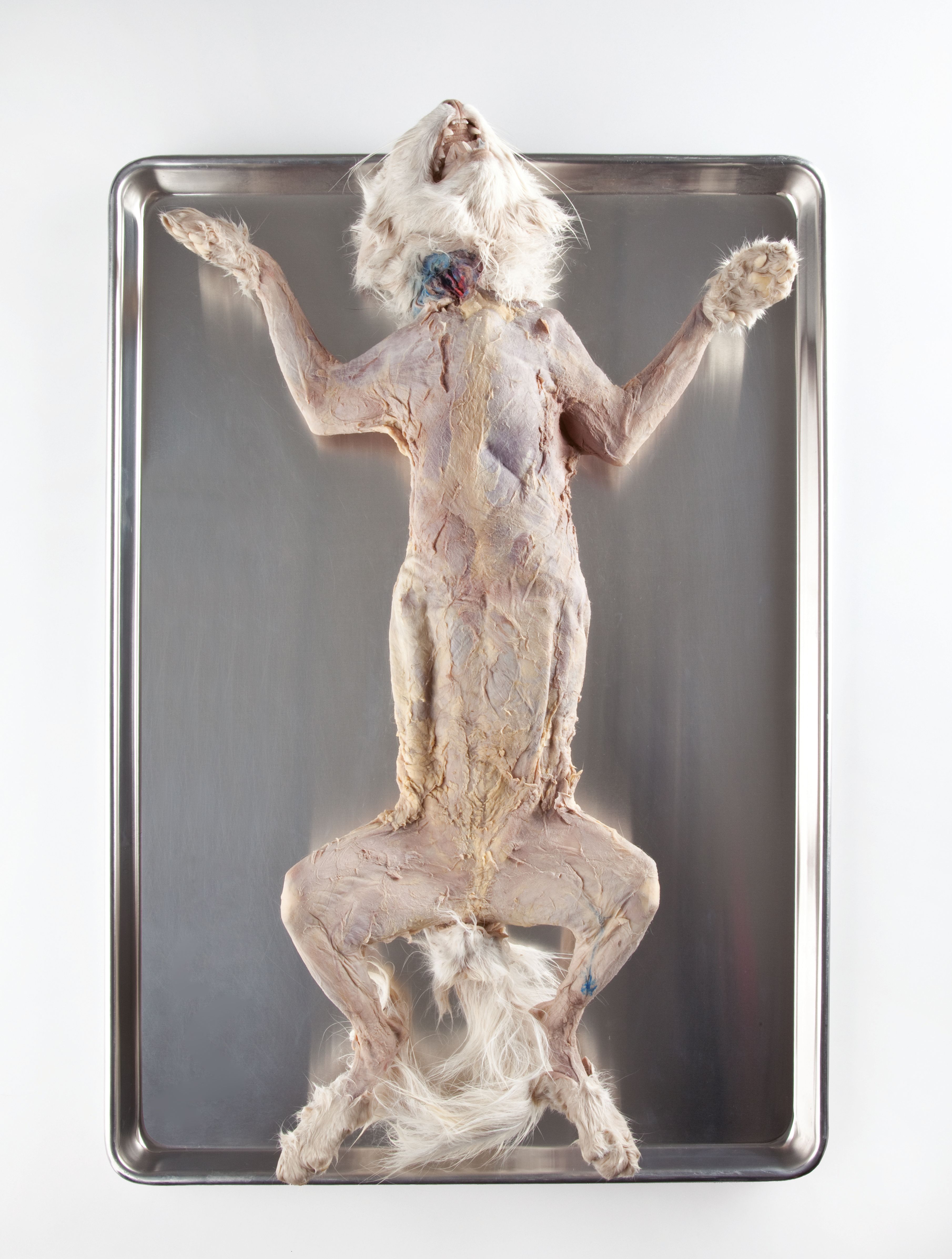 Ward's® Pure Preserved™ Skinned Cats