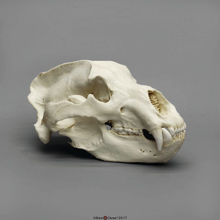 BoneClones® Animal Skulls, Mammals