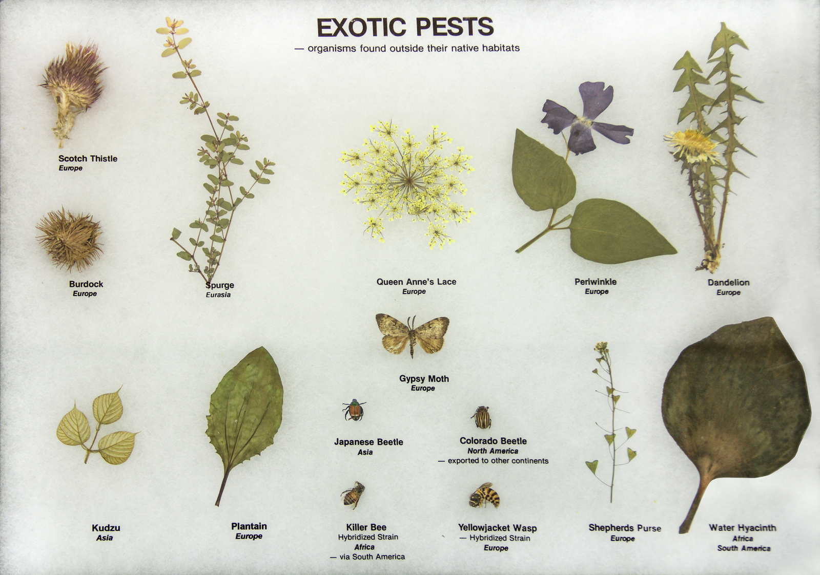 Invasive Species (Exotic Pests)