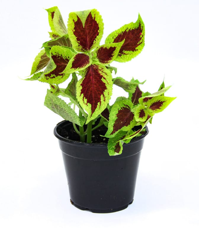 Coleus