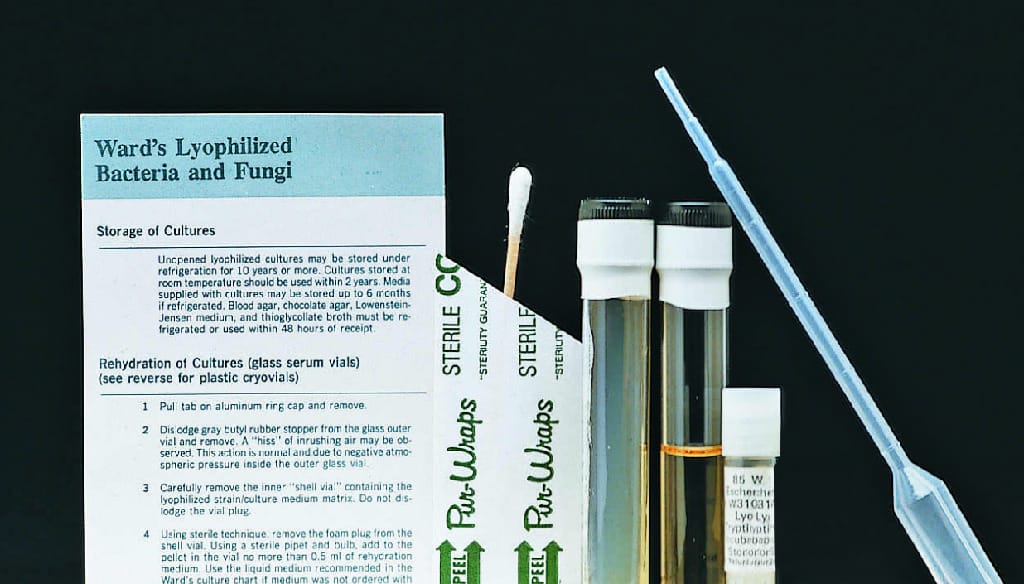 Ward's® Live<i> E. coli </i>cultures for Coliphage Use