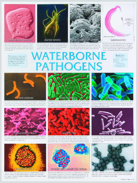 Biocam Pathogen Charts