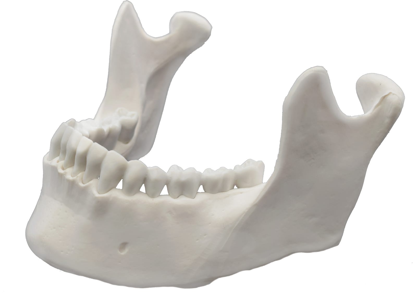 Eisco® Individual Bones