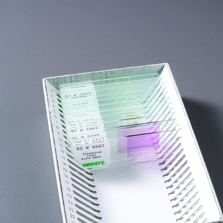 Introductory Protists Slide Set