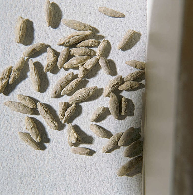Ward's® Triticites ventricosus (Pennsylvanian)