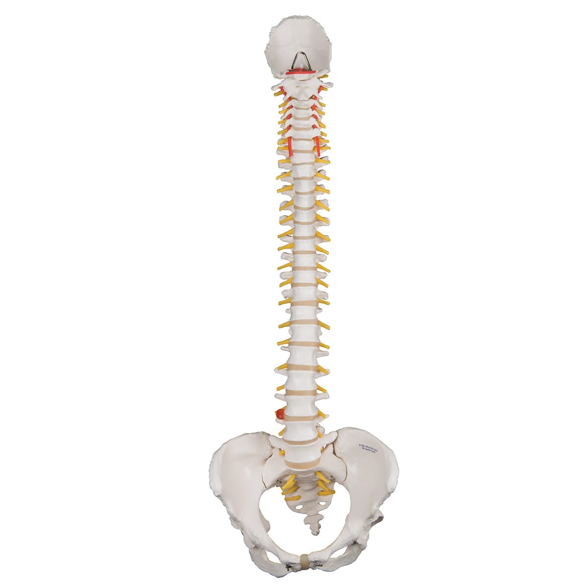 3B Scientific® Flexible Spine And Female Pelvis