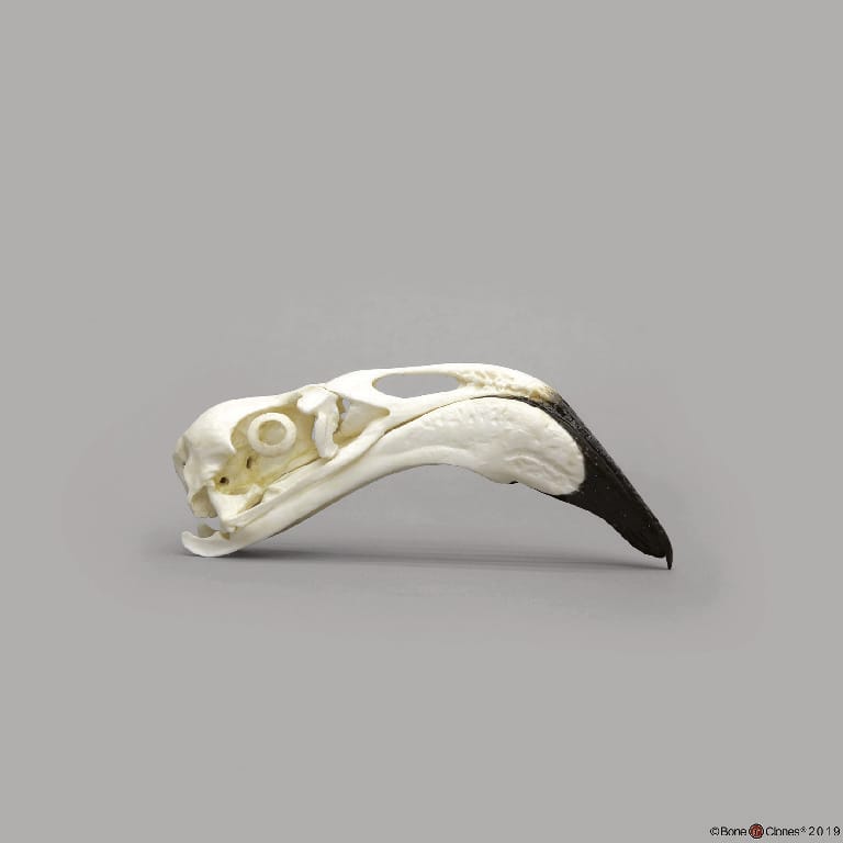 BoneClones® Animal Skulls, Avian
