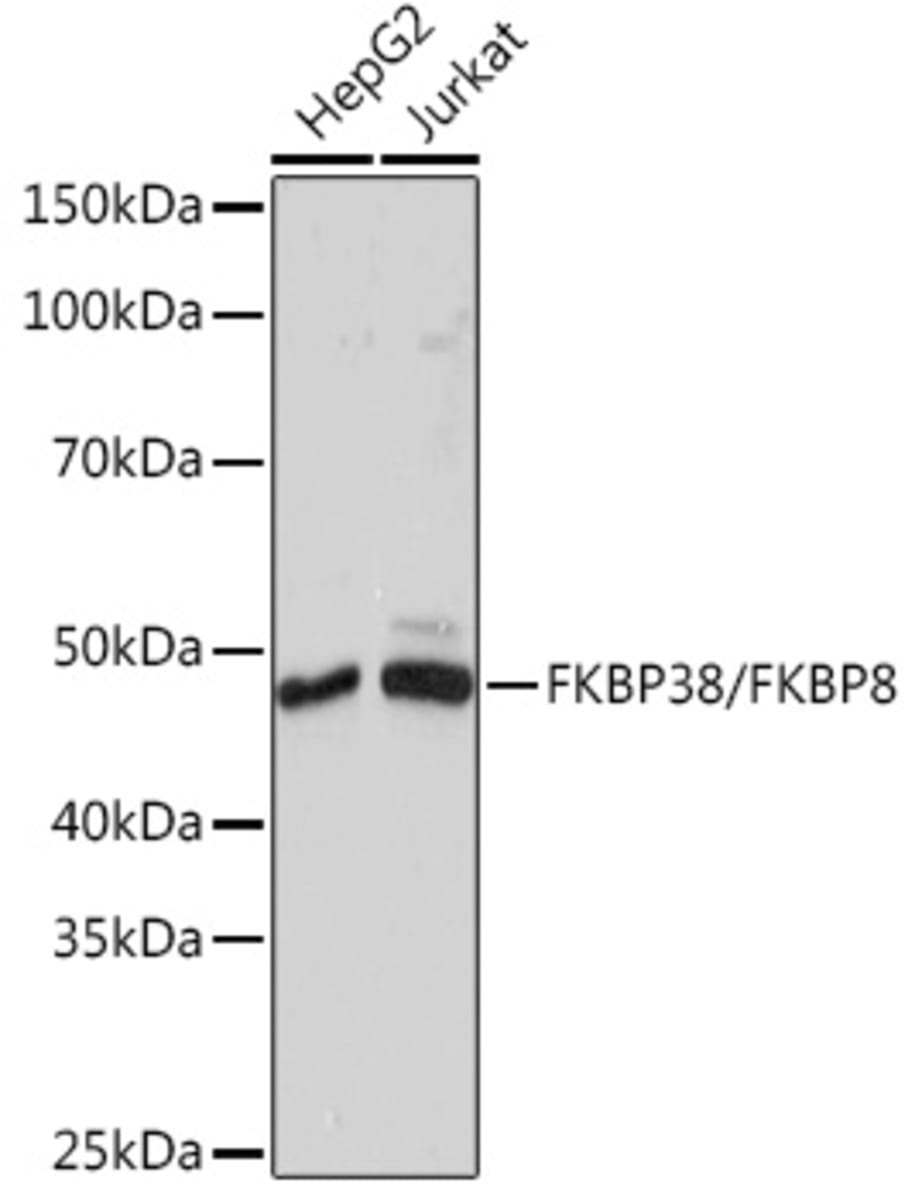 Anti-FKBP38 Rabbit Monoclonal Antibody [clone: ARC1259] | VWR, part of ...