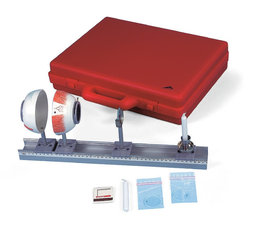 3B Scientific® Physical Eye Model
