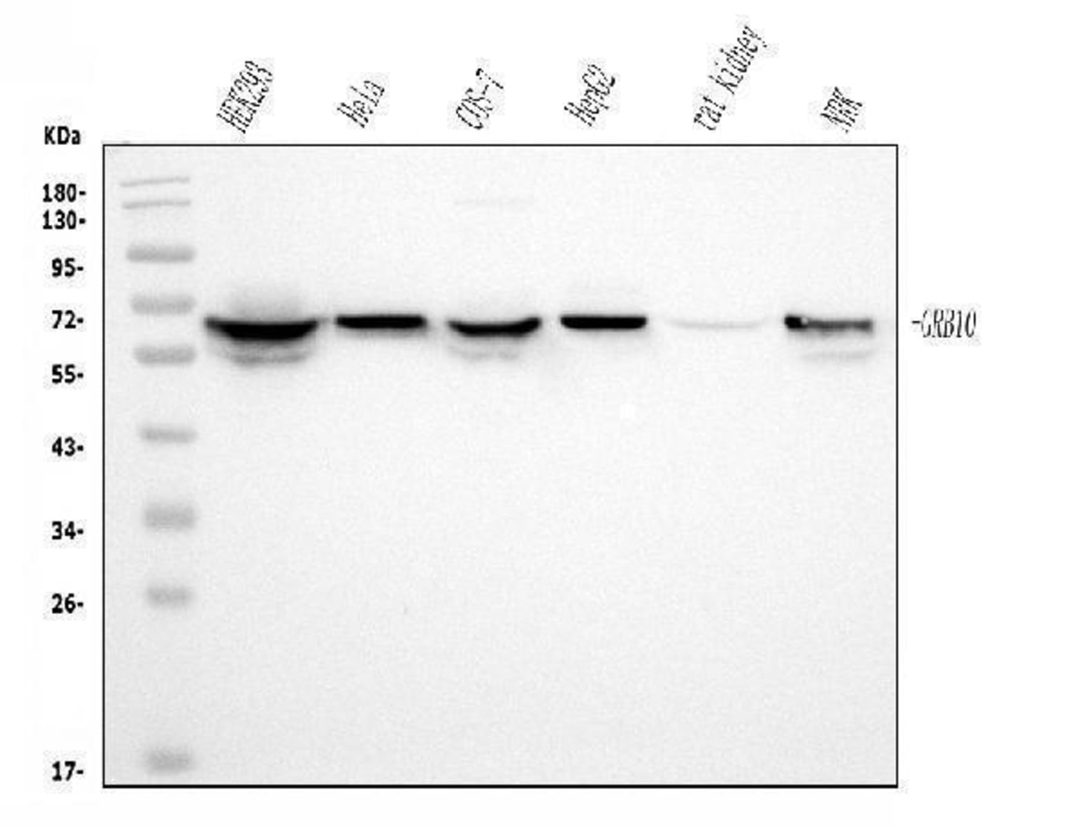 Anti-GRB10 Mouse Monoclonal Antibody [clone: 5H7] | VWR, part of Avantor