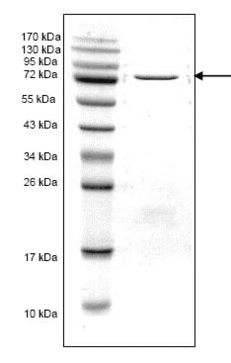 Streptococcus sp Recombinant Penicillin Binding Protein 2X (from E ...