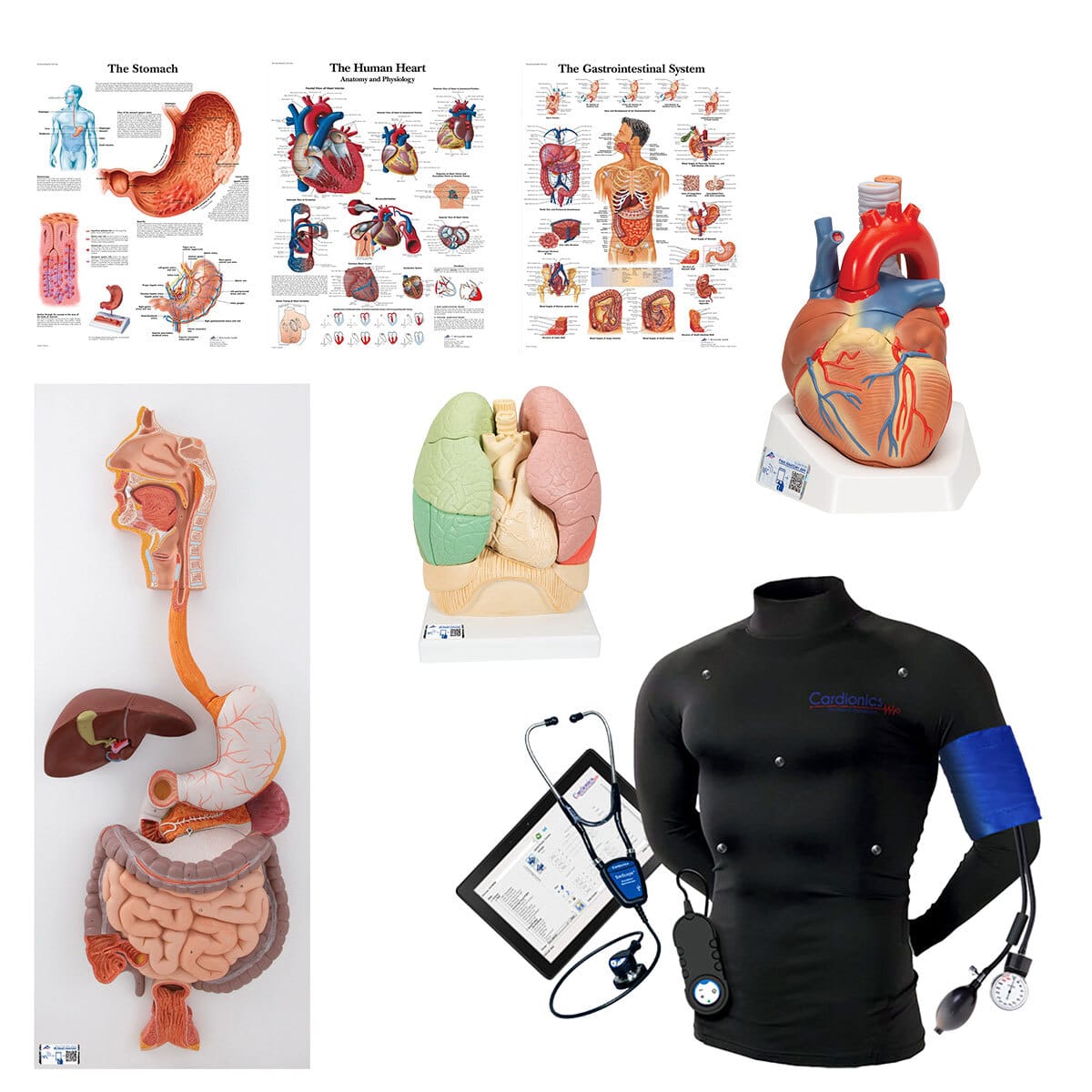 3B Scientific® Advanced Wearable Auscultation and Standardized Patient Lab