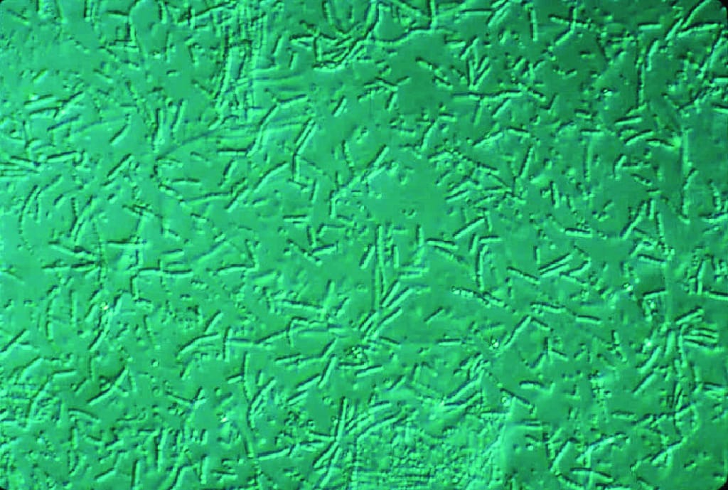 Ward's® Live Bacillus megaterium Culture