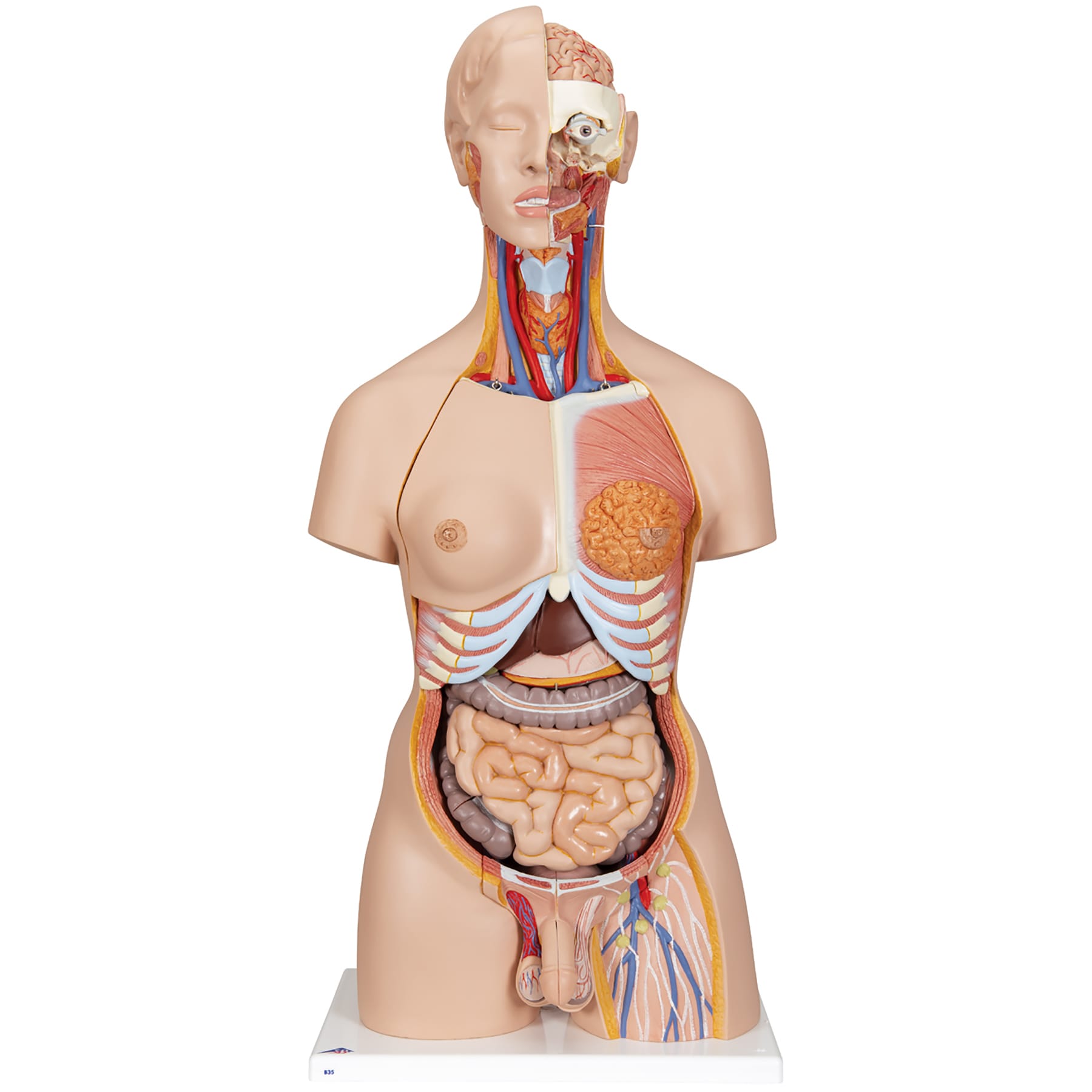 3B Scientific® Deluxe Dual Sex Torso With Open Neck And Back