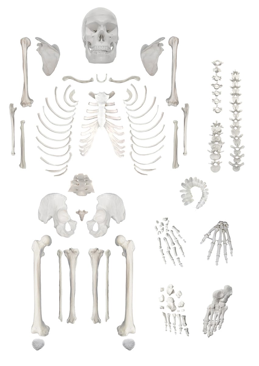 Eisco® Disarticulated Skeleton