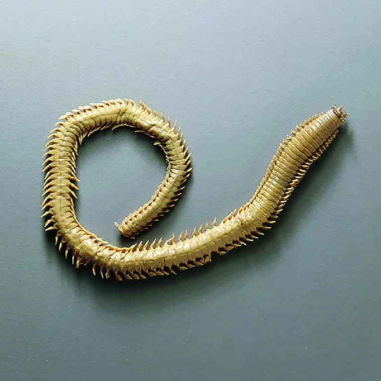 Preserved Clamworm