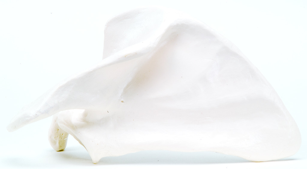 3B Scientific® Individual Bones
