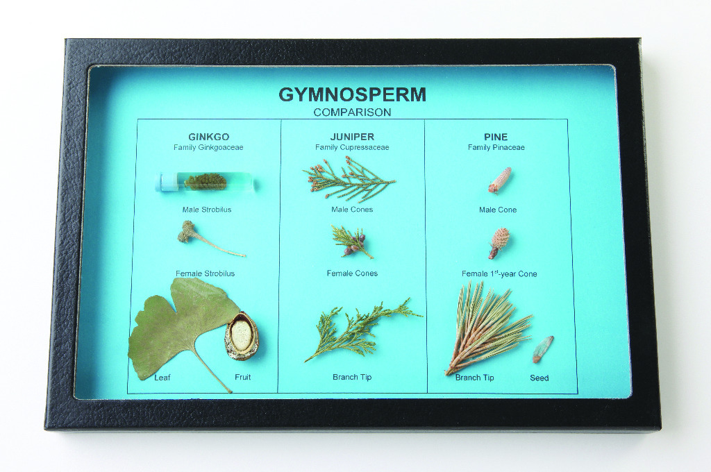 Gymnosperm Comparison Riker Mount