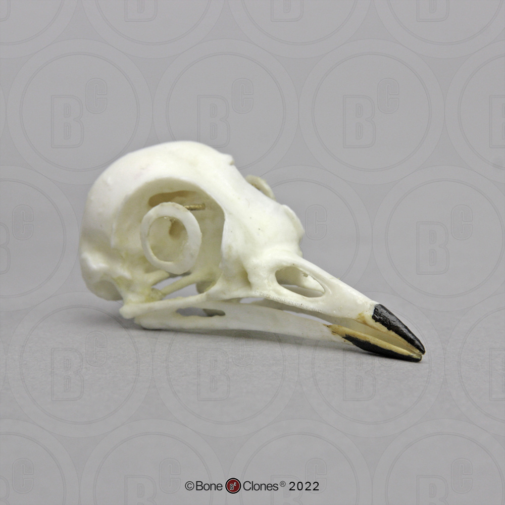 BoneClones® Animal Skulls, Avian