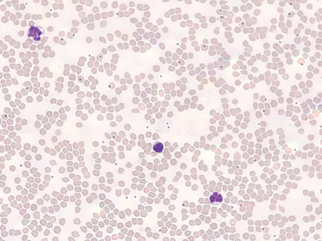 Ward's® Cat Blood Slide