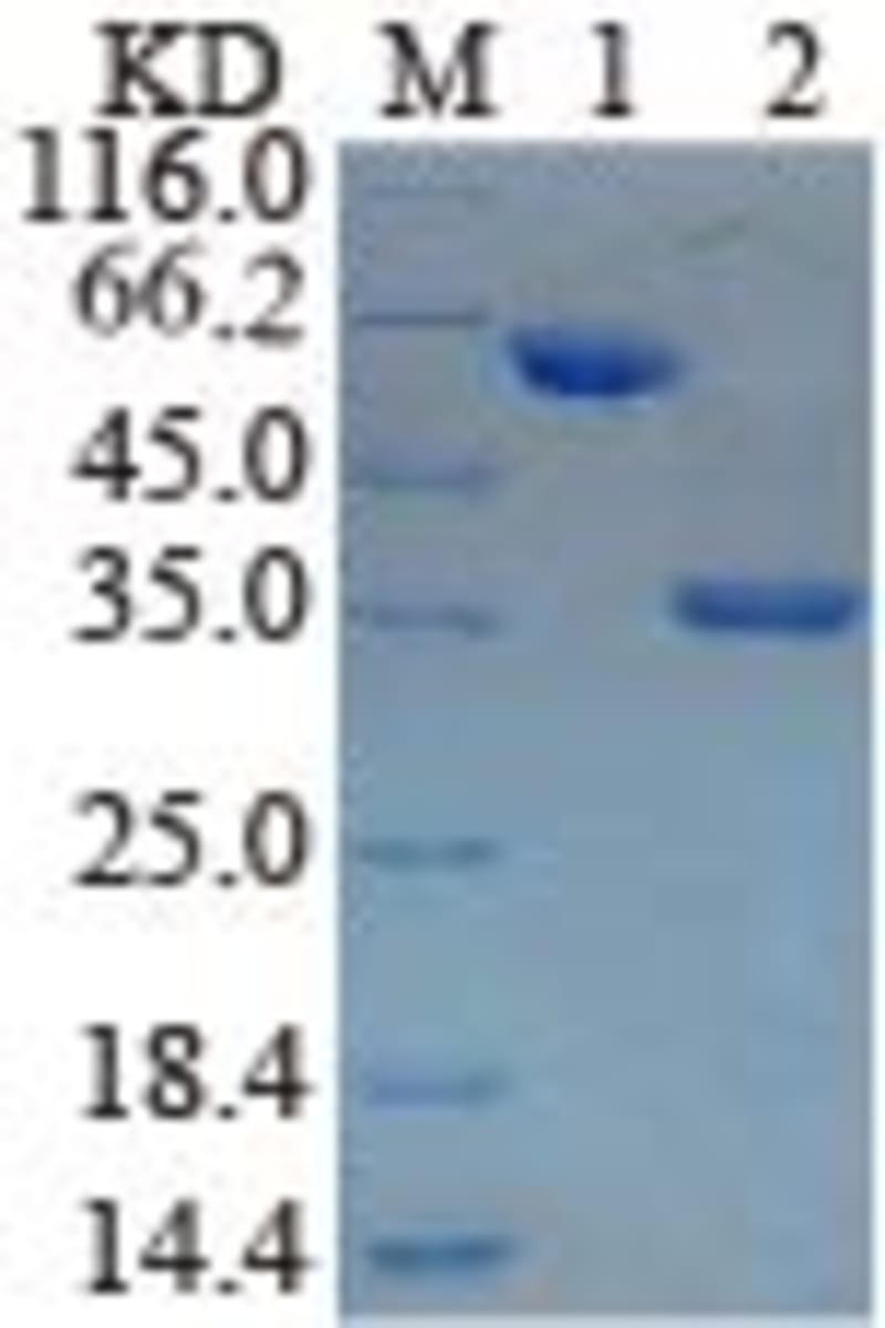 Human Recombinant CA19-9 (from E. coli) | VWR, part of Avantor