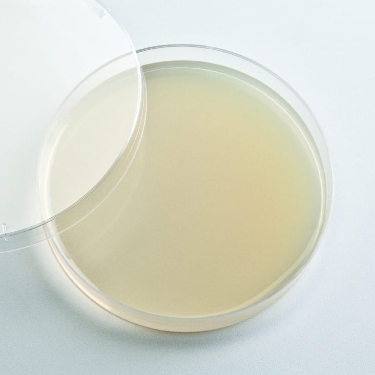 Ward's® Prepared Sordaria Mating Agar