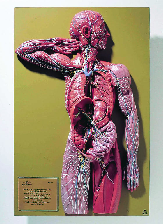Somso® Lymphatic System Model