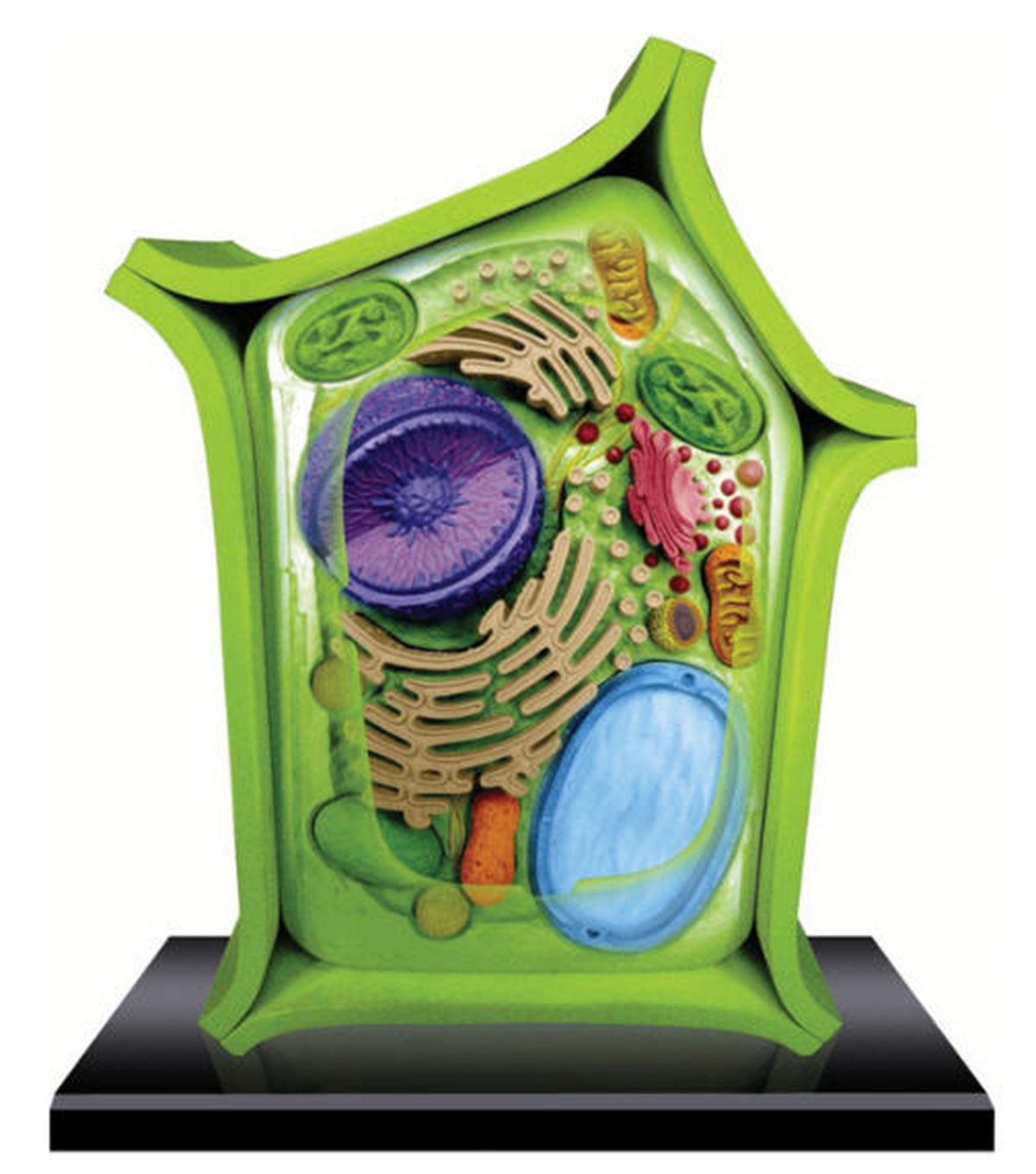 4D Anatomy Models