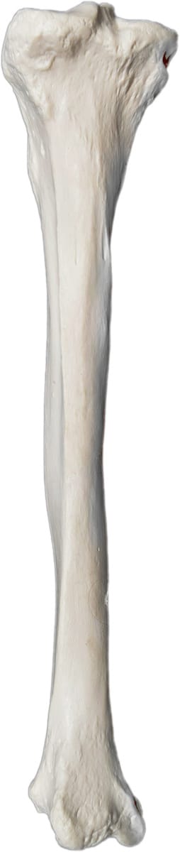 Eisco® Individual Bones