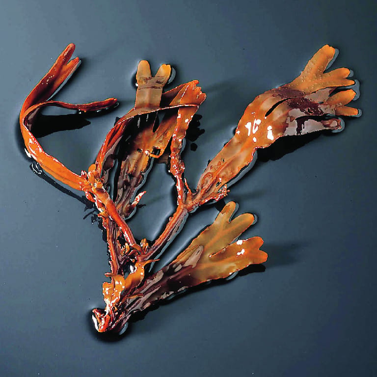 Fucus