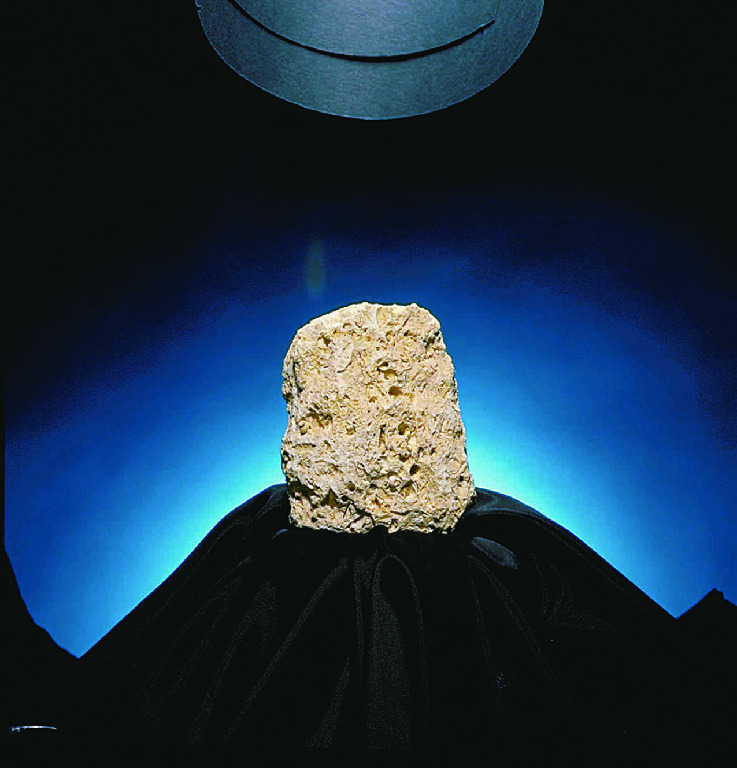 Ward's® Limestone (Shell)