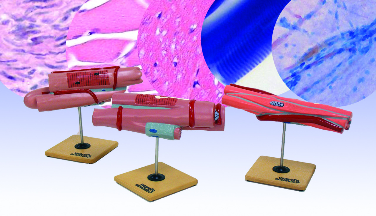 Muscle Histology Bundle