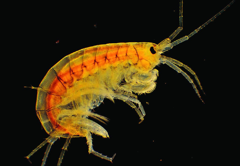 Ward's® Live Amphipods