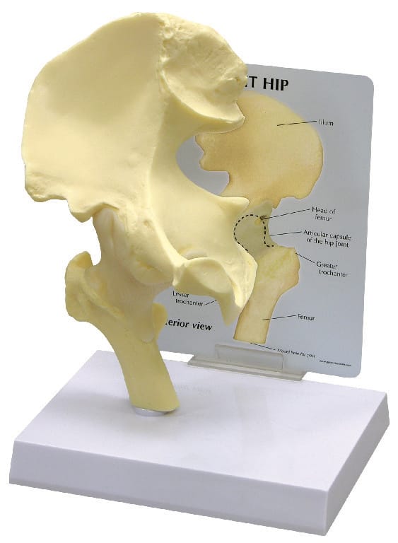 GPI Anatomicals® Basic Hip Model