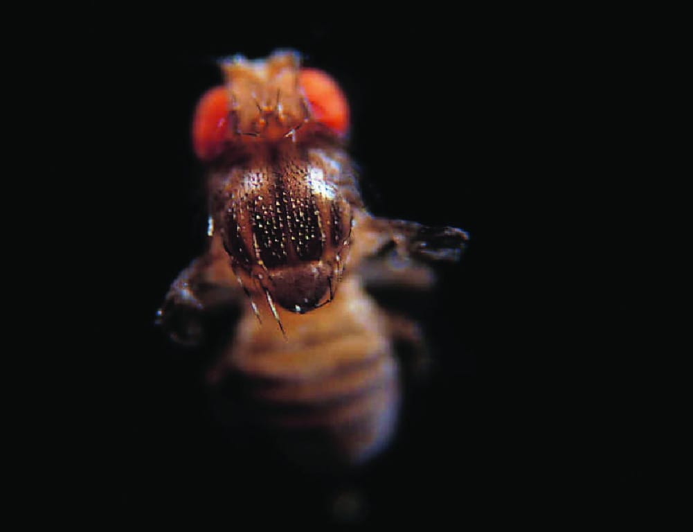 Ward's® Live <i>Drosophila melanogaster</i> - Chromosome II Mutants