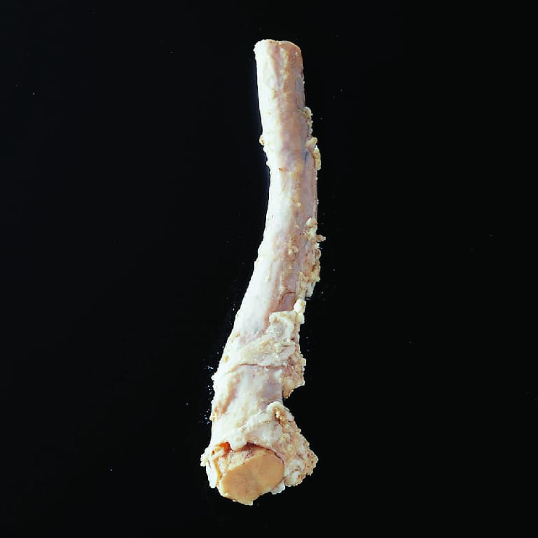 Bovine Spinal Cord