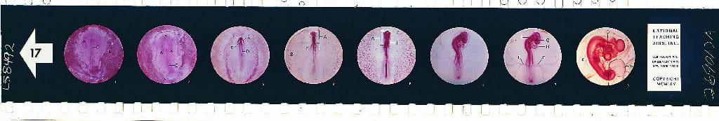 The Chick Embryo Microslide