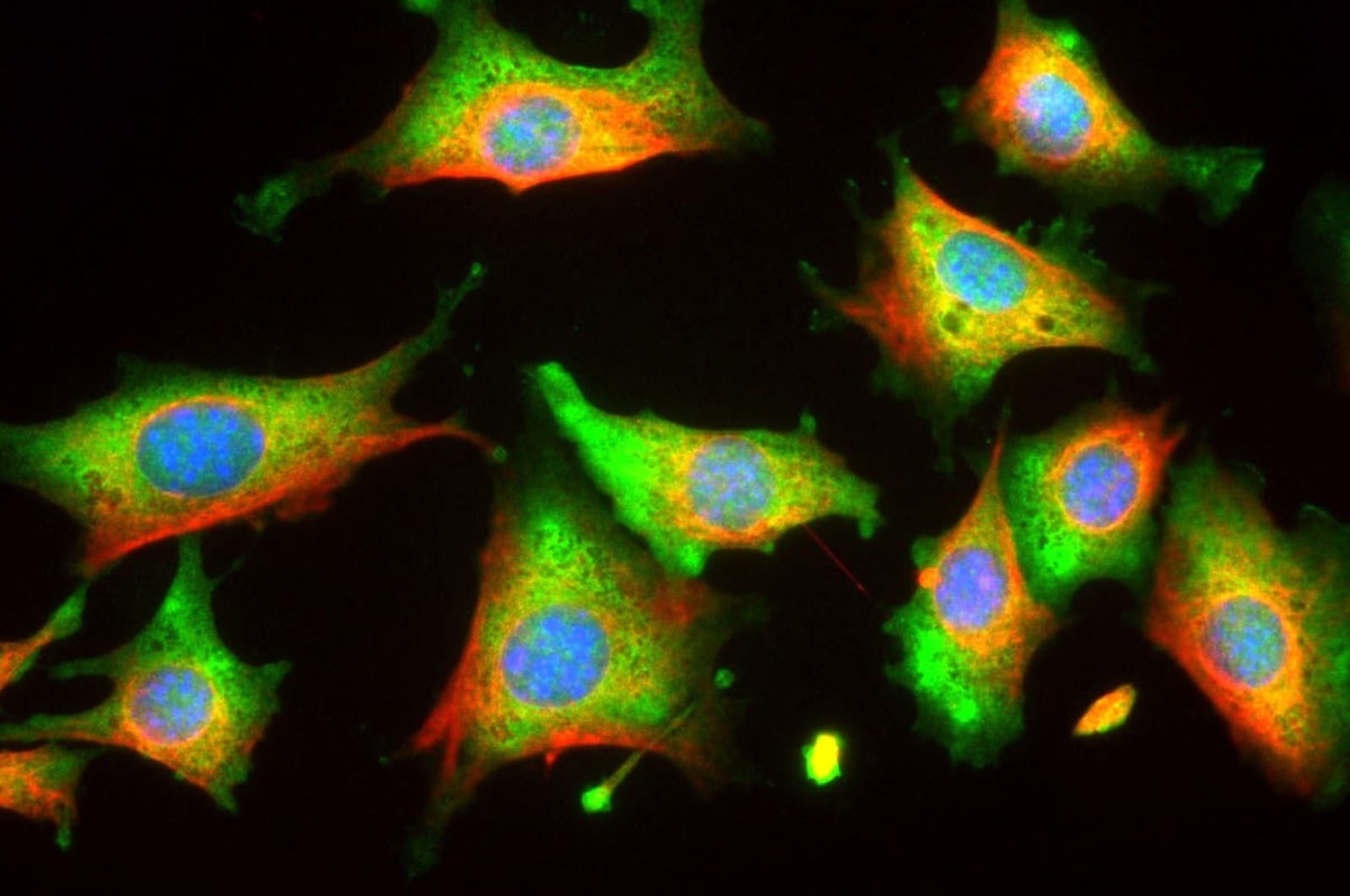 Anti-Enolase 1 Mouse Monoclonal Antibody [clone: 253] | VWR, part of ...